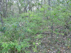 Synostemon albiflorus