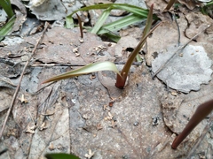 Tulipa sylvestris australis
