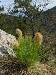 Asphodeline taurica