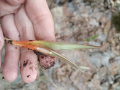 Tulipa sylvestris australis