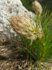 Asphodeline taurica