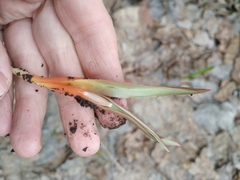 Tulipa sylvestris australis