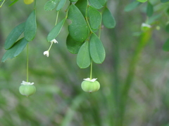 Synostemon albiflorus