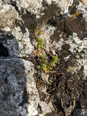 Galium verticillatum
