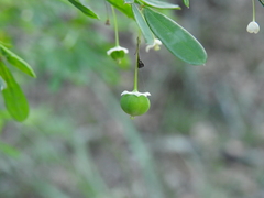 Synostemon albiflorus