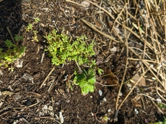 Galium verticillatum
