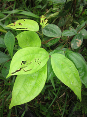 Calliandra trinervia