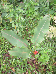 Heliconia stricta