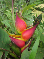 Heliconia stricta