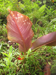 Heliconia stricta