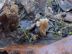 Clavulina tasmanica