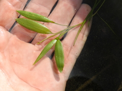 Potamogeton octandrus