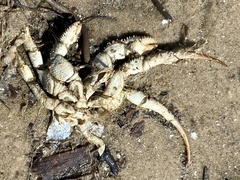 Isocheles wurdemanni