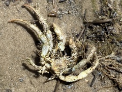 Isocheles wurdemanni