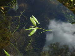 Potamogeton octandrus