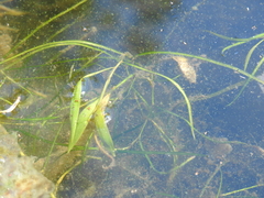 Potamogeton octandrus