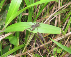 Miogryllus