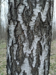 Betula pendula