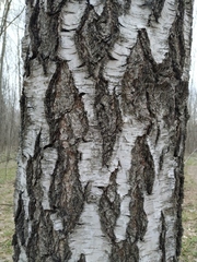 Betula pendula