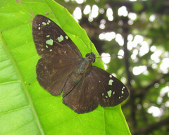 Celaenorrhinus shema