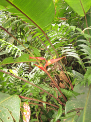 Heliconia spathocircinata