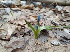 Scilla siberica