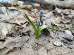 Scilla siberica