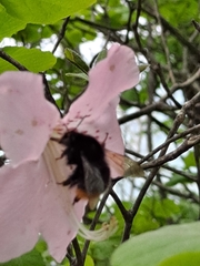 Bombus ignitus