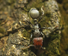 Podomyrma odae