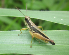 Orphulella concinnula