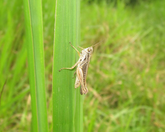 Orphulella concinnula