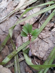 Corydalis solida
