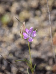 Clarkia biloba