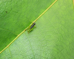 Liebermannacris dorsualis