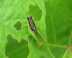 Liebermannacris dorsualis