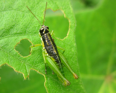 Liebermannacris dorsualis