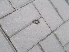 Dytiscus circumcinctus