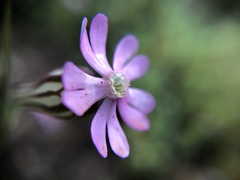 Silene secundiflora