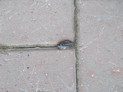 Dytiscus circumcinctus