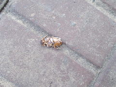 Dytiscus circumcinctus