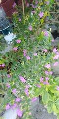 Cuphea hyssopifolia