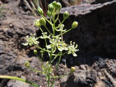 Toxicoscordion fontanum