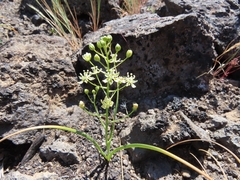 Toxicoscordion fontanum