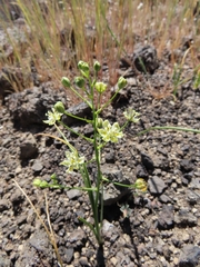 Toxicoscordion fontanum