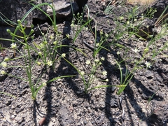 Toxicoscordion fontanum