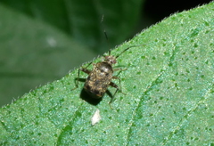 Charagochilus longicornis
