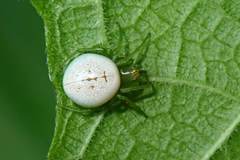 Aoaraneus pentagrammicus