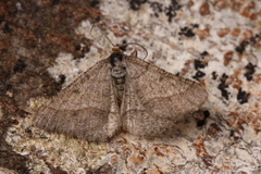 Isturgia murinaria