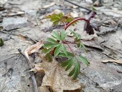 Corydalis solida