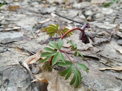 Corydalis solida